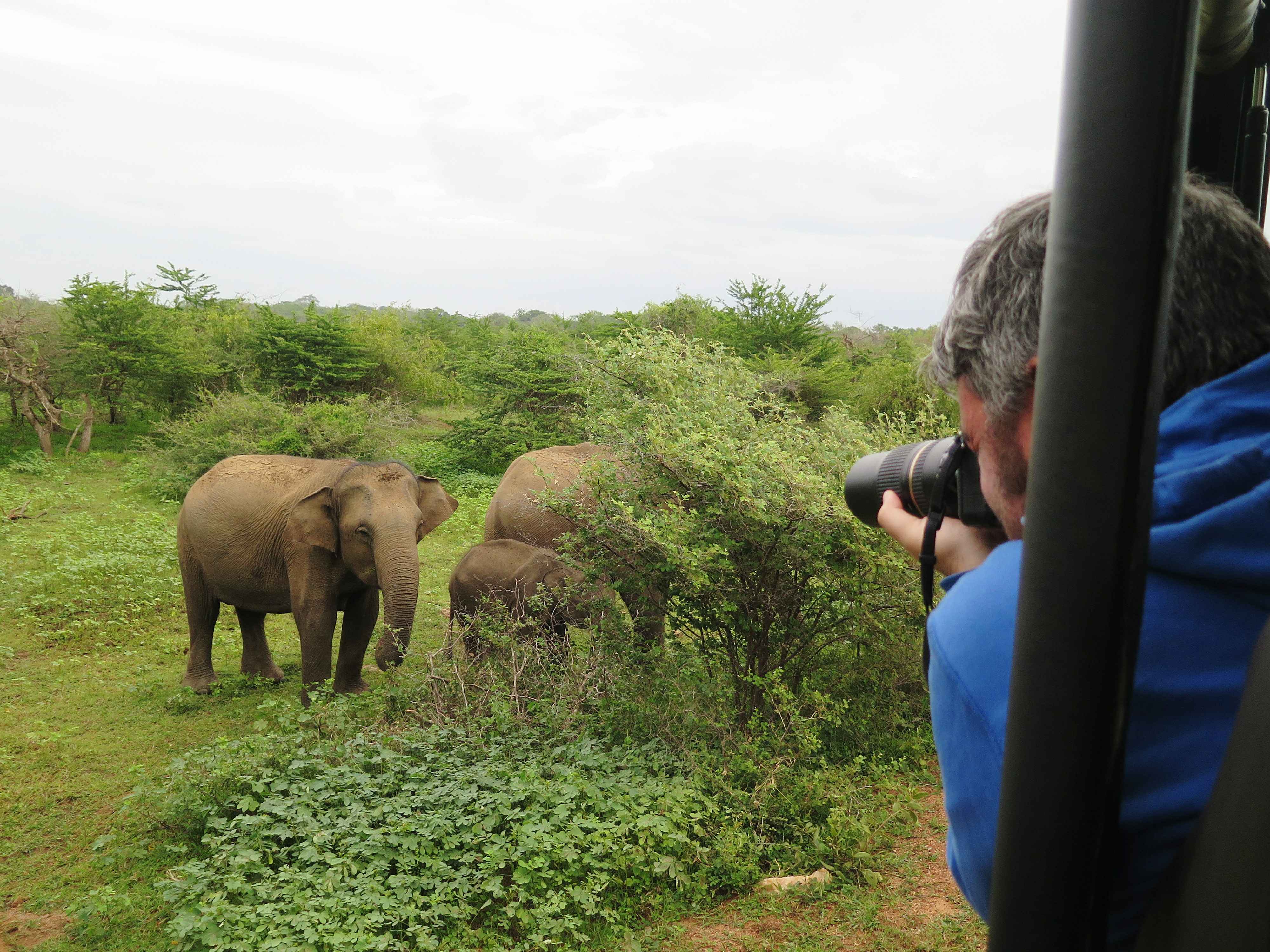 man-photographing-elephants-standing-field_11zon.jpg